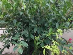 为什么榕树下山桩一定要长过气根 才行