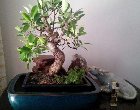 我也想养下台湾榕树下山桩 不知道怎么样