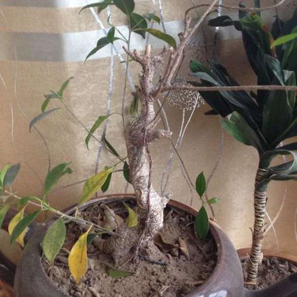 我也想养下台湾榕树下山桩 不知道怎么样