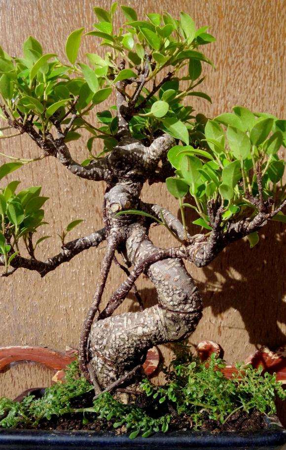 我也想养下台湾榕树下山桩 不知道怎么样