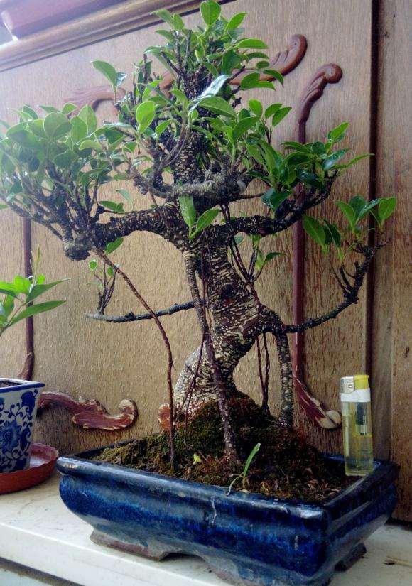 我也想养下台湾榕树下山桩 不知道怎么样