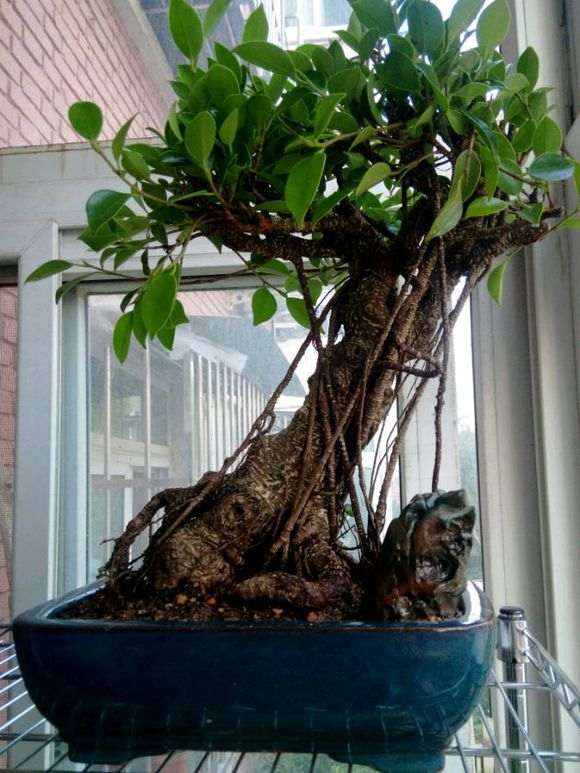 台湾榕树下山桩好养吗 怎么浇水 图片