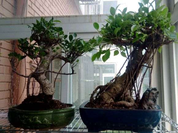 台湾榕树下山桩好养吗 怎么浇水 图片