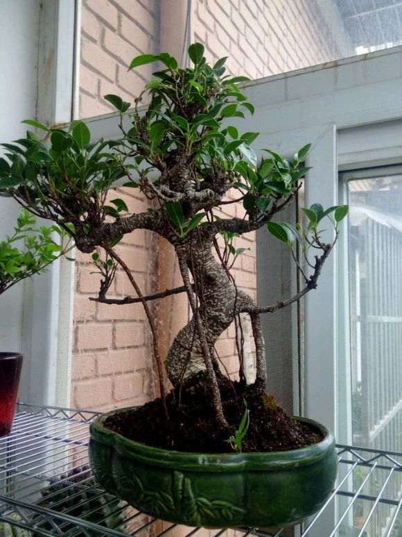 台湾榕树下山桩好养吗 怎么浇水 图片