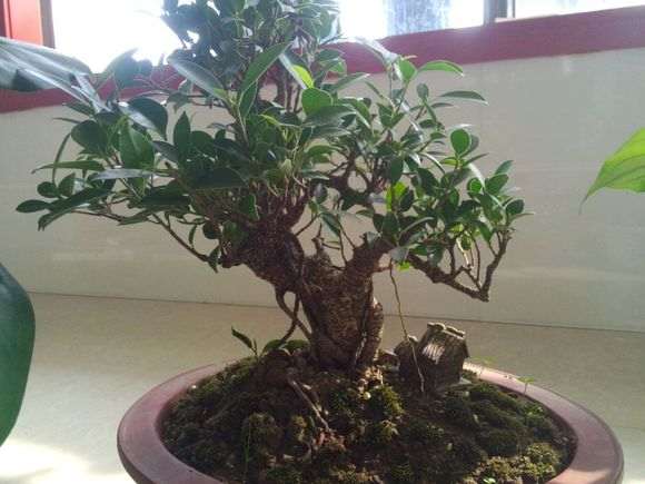 台湾榕树下山桩好养吗 怎么浇水 图片