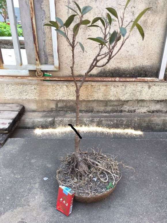 图解 小榕树下山桩如何盆景修剪的方法