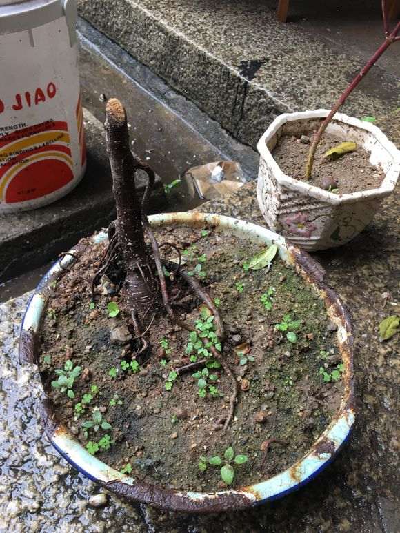 图解 小榕树下山桩如何盆景修剪的方法