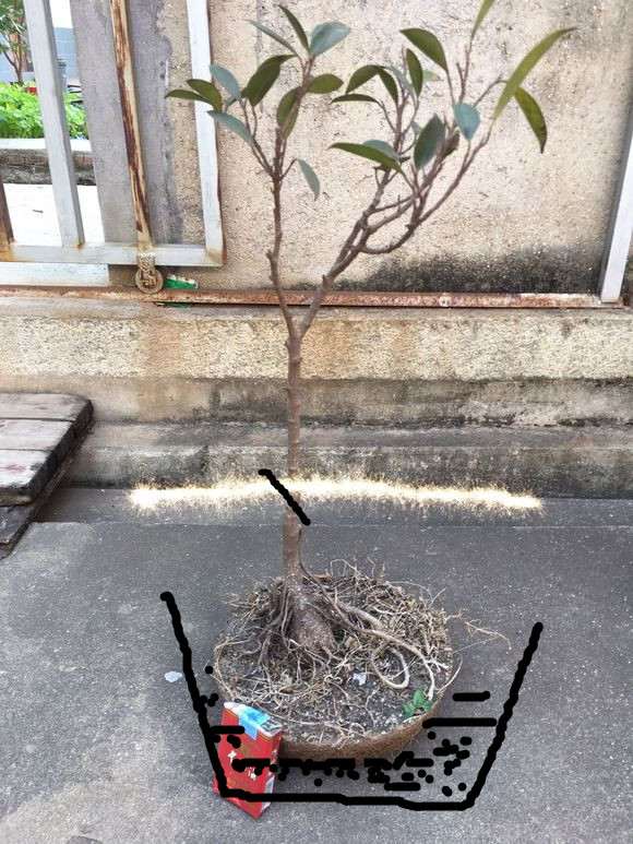 图解 小榕树下山桩如何盆景修剪的方法