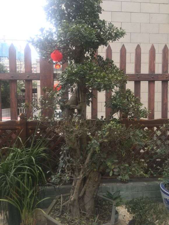 榕树下山桩在冬天怎么施肥的方法