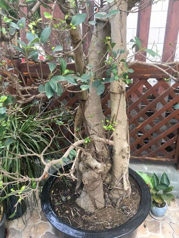 榕树下山桩在冬天怎么施肥的方法