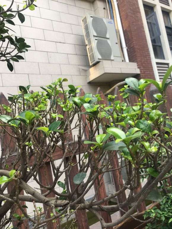 榕树下山桩在冬天怎么施肥的方法