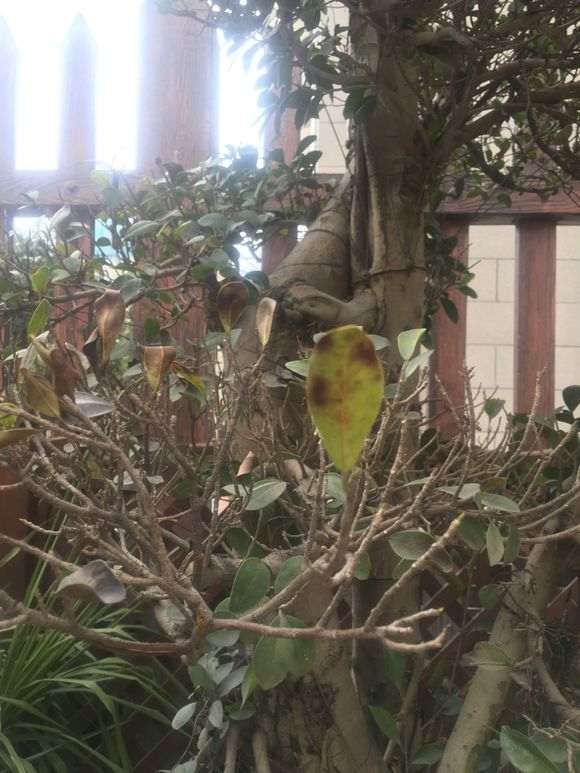 榕树下山桩在冬天怎么施肥的方法