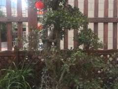 榕树下山桩在冬天怎么施肥的方法 图片