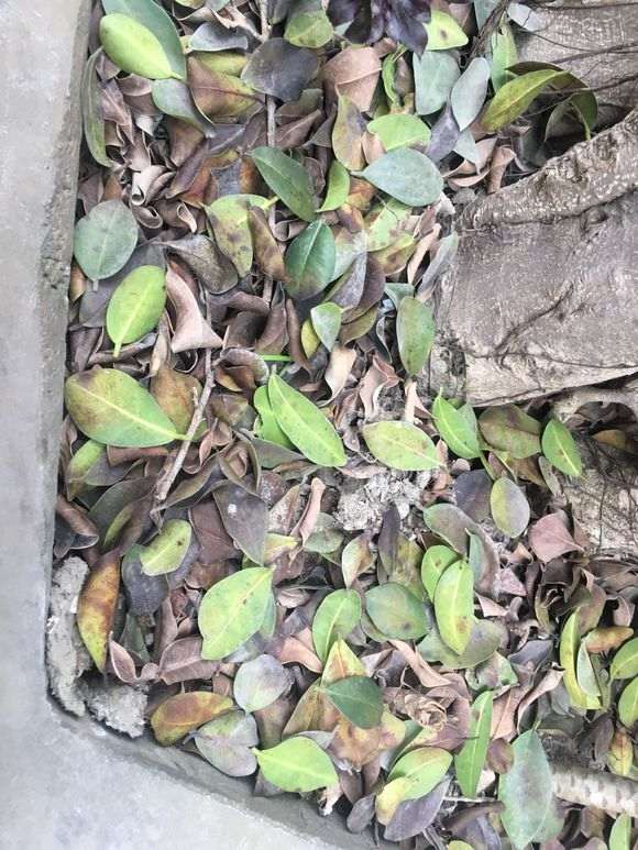 怎样确定榕树下山桩盆景彻底死亡