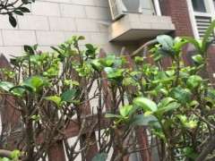 榕树下山桩的茎杆扦插怎么也不活 怎么办