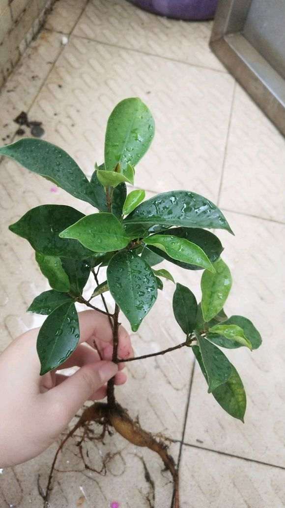 这是小叶榕树下山桩吗 帮忙看看 图片