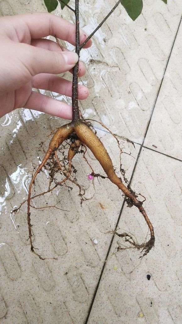 这是小叶榕树下山桩吗 帮忙看看 图片