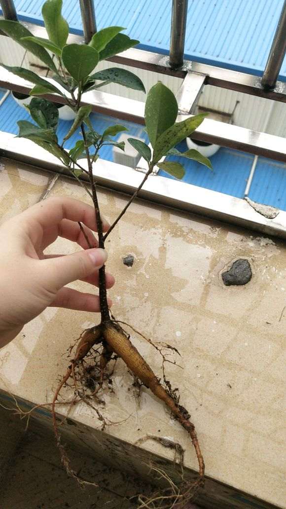 上海气候能种榕树下山桩吗 图片