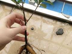 上海气候能种榕树下山桩吗 图片