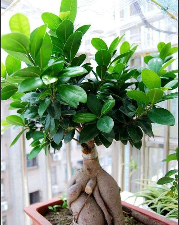 为什么在农村院子里不能种植榕树盆景