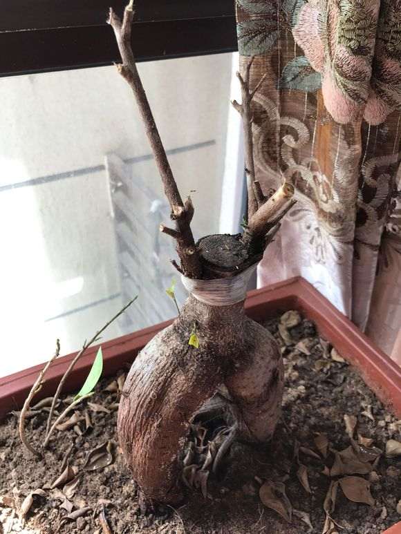 半年榕树下山桩不怎么不发芽 图片