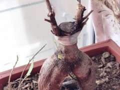 半年榕树下山桩不怎么不发芽 图片