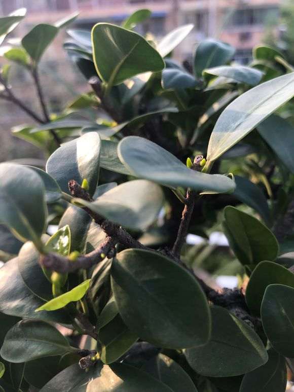 榕树下山桩修剪后怎么发芽 图片