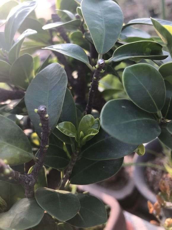 榕树下山桩修剪后怎么发芽 图片