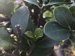 榕树下山桩修剪后怎么发芽 图片