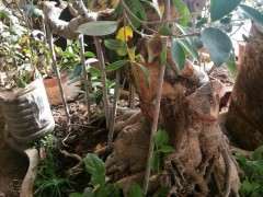 我的榕树下山桩树干腐烂了 怎么办