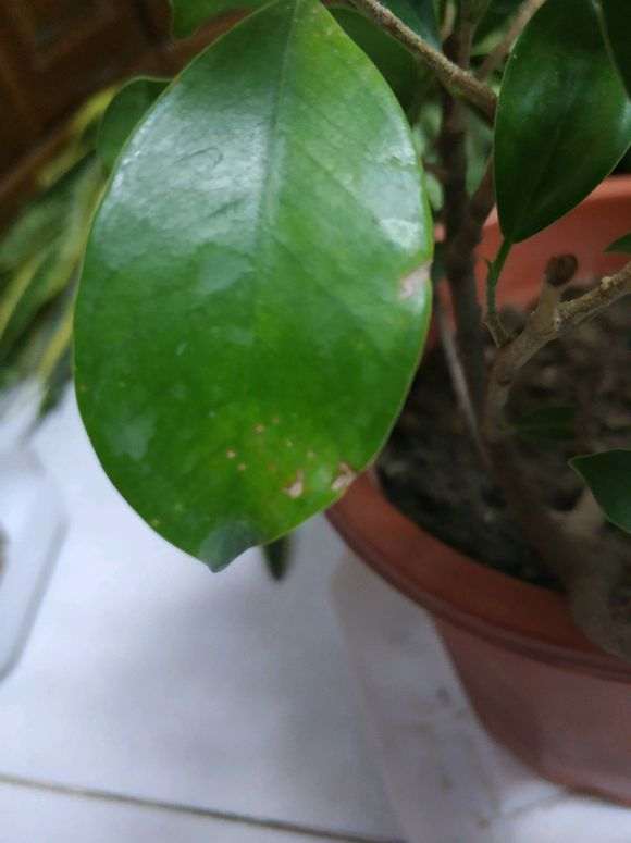 为什么榕树下山桩用酸性土质最好 图片