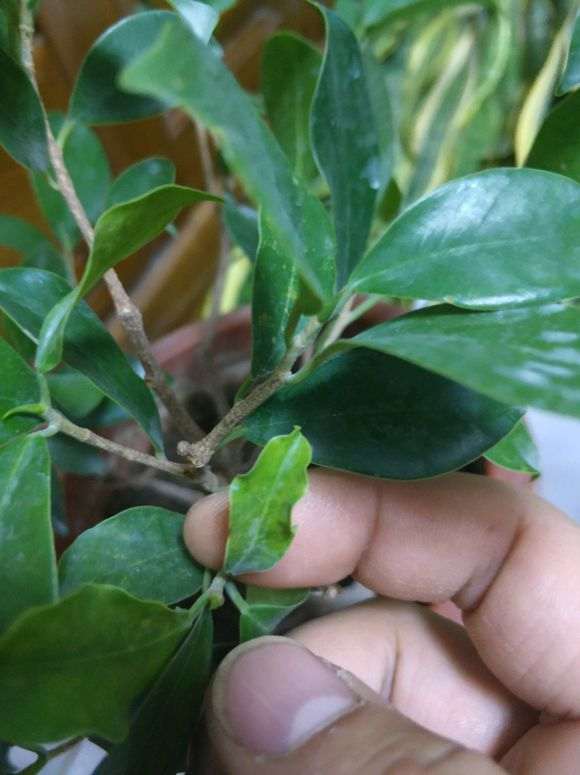 为什么榕树下山桩用酸性土质最好 图片