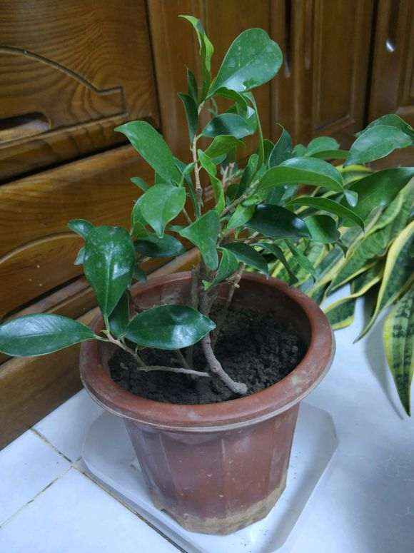 为什么榕树下山桩用酸性土质最好 图片