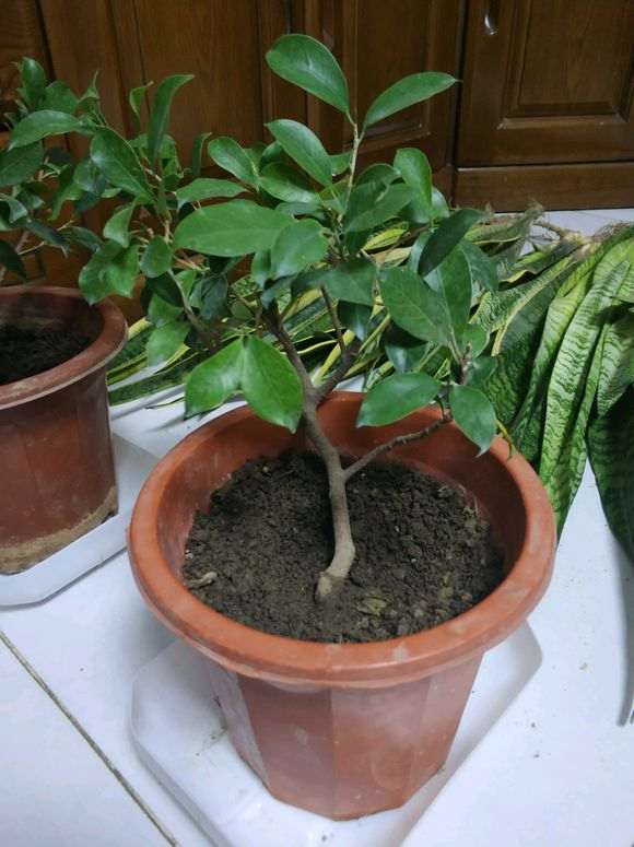 为什么榕树下山桩用酸性土质最好 图片