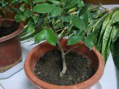 为什么榕树下山桩用酸性土质最好 图片