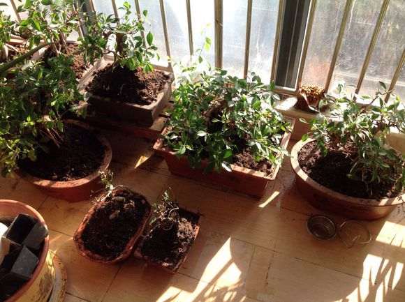 为什么榕树下山桩耐旱耐高温 图片