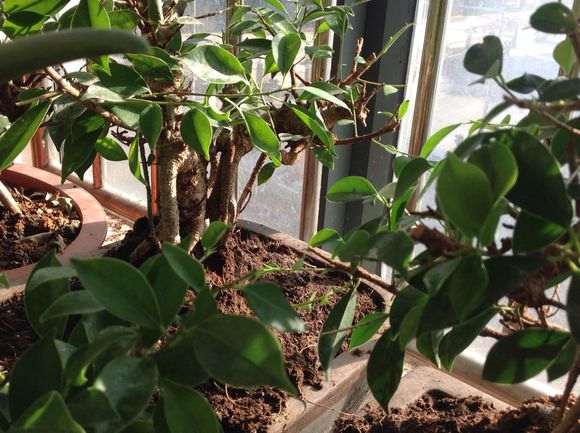 为什么榕树下山桩耐旱耐高温 图片