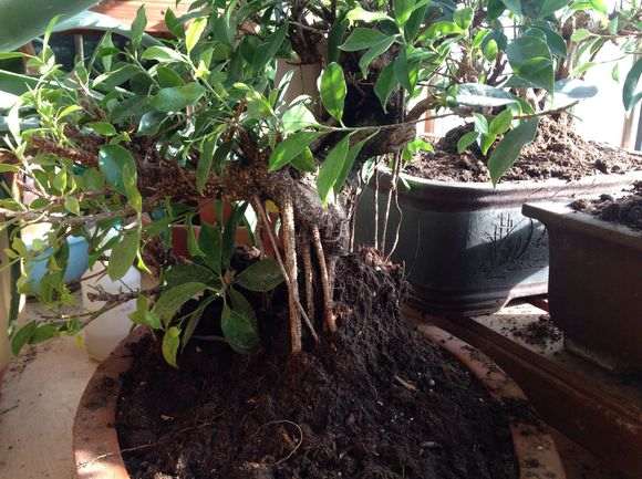 为什么榕树下山桩耐旱耐高温 图片