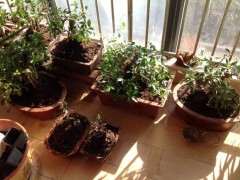 为什么榕树下山桩耐旱耐高温 图片