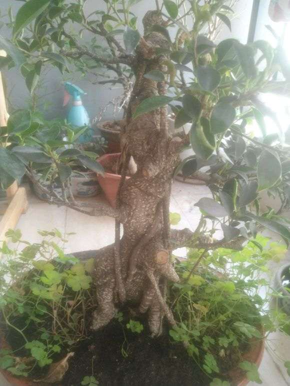 榕树下山桩为什么叶子是卷的 怎么办