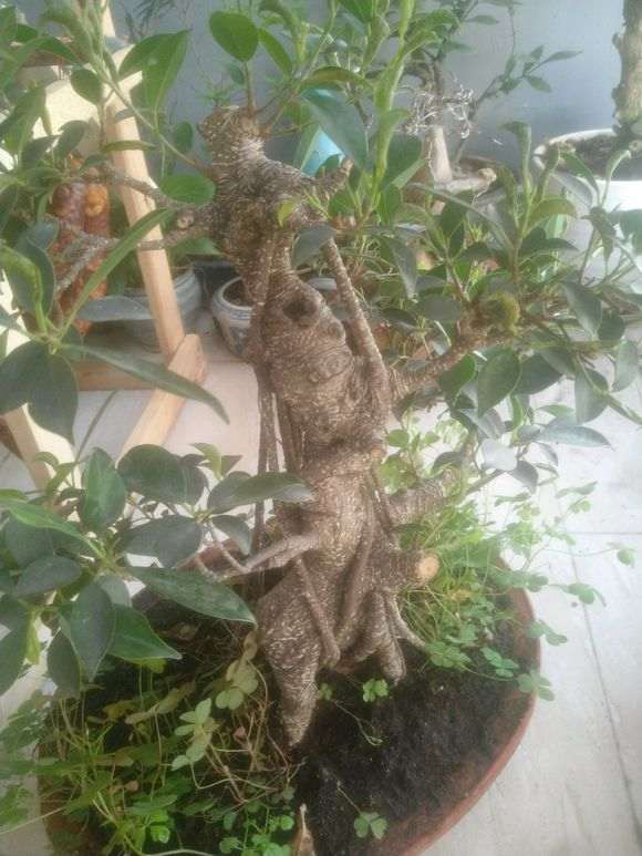 榕树下山桩为什么叶子是卷的 怎么办