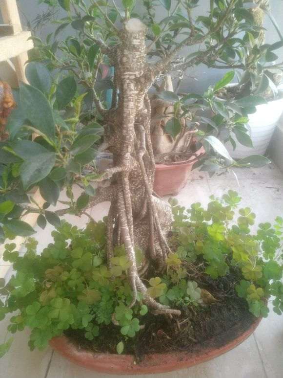 榕树下山桩为什么叶子是卷的 怎么办