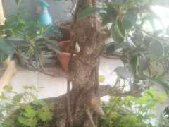 榕树下山桩为什么叶子是卷的 怎么办