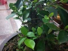 倒栽的白皮榕树下山桩 220包邮 贵吗