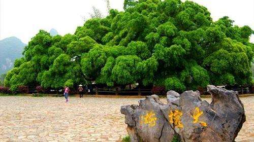 在厦门的你 听说过大榕树下山桩吗