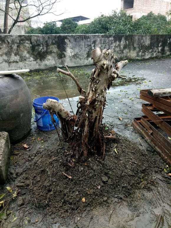 为什么北方榕树下山桩养不出那么多气根