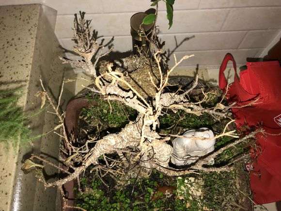 榕树下山桩叶子掉光了 怎么办 图片