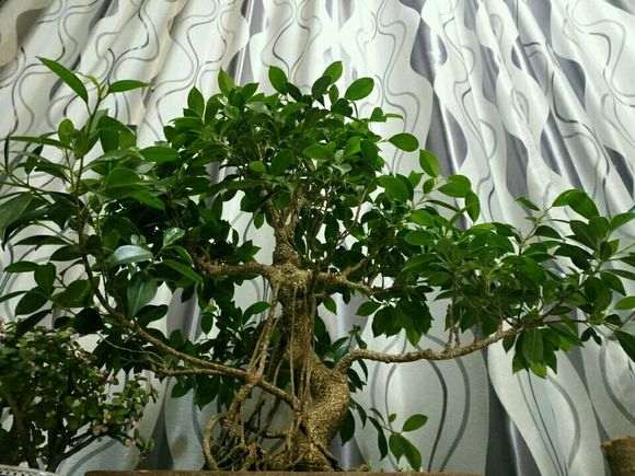 榕树下山桩为什么老是掉叶子 图片