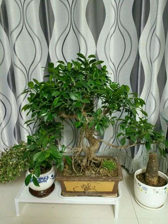 榕树下山桩为什么老是掉叶子 图片