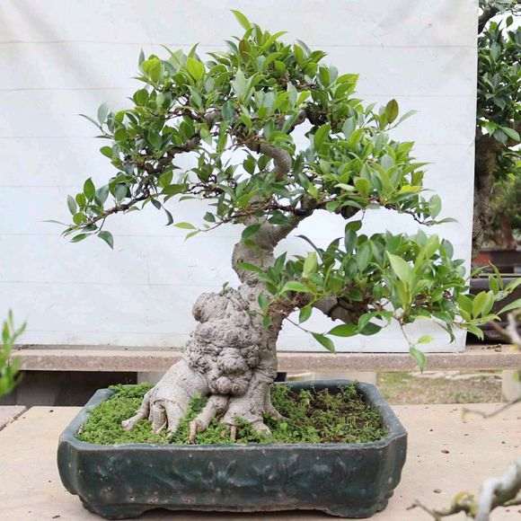 这棵榕树下山桩多少价钱合适 2800贵吗